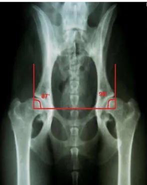 Figura  8  –  Radiografia  pélvica  de  cadela  da  raça  Rottweiler  de  24  meses  de  idade  com  displasia  coxofemoral  grave