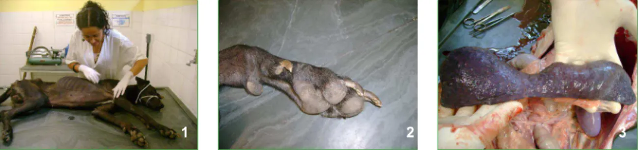 FIGURA 11-  S. lupi  enovelada  em n ódulo em esôfago de cão