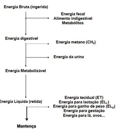 Figura 1. Esquema da partição energética nos animais (Adaptado de Ferrell e Oltjen, 2008) 