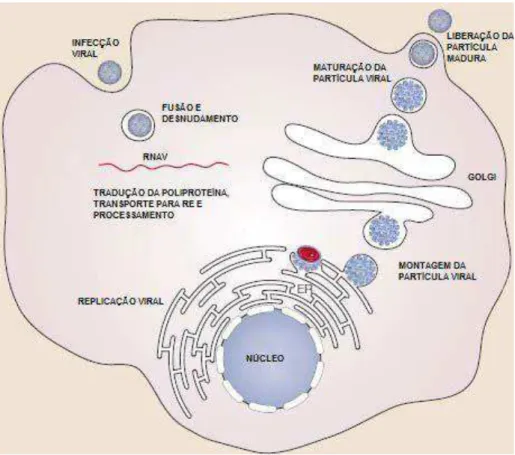 Figura 2: Ciclo de multiplicação dos Flavivirus.O vírion liga-se e penetra na célula através  da  mediação  de  receptor  (endocitose)