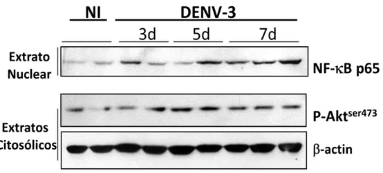 Figura  7:  Ativação  da  via  da  PI3Kγ  após  infecção  pelo  DENV-3.    Os  animais  foram 