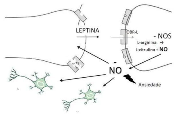 Figura 11: Efeito inibitório da leptina sobre a formação de NO endógeno e seu papel  tipo-ansiolitíco