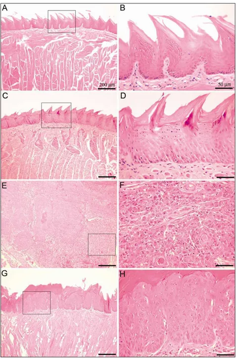 FIGURE  3  –  Representative  histopathological  images  of  the  tongues  of  control  and 