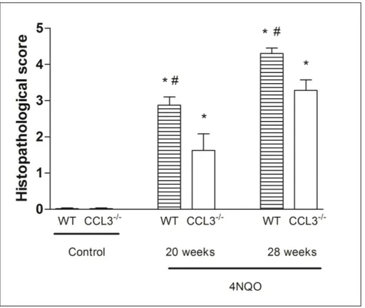 FIGURE  4  –  Histopathological  scores  obtained  for  controls  and  experimental  groups 