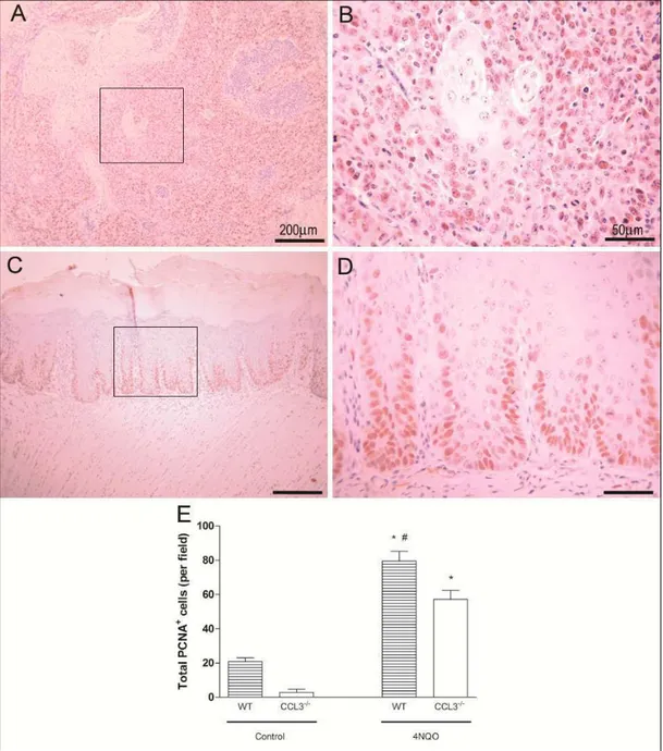 FIGURE  5  –  Immunohistochemical  expression  of  PCNA  in  tongue  of  C57BL/6  (A,  B) 