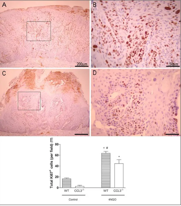 FIGURE  6  -  Immunohistochemical  expression  of  Ki67  in  tongue  of  C57BL/6  (A,  B) 