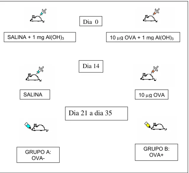 Figura 1: Protocolo Experimental de Indução da Alergia – O trabalho foi  realizado com dois grupos experimentais, contendo quatro ou cinco animais  em cada