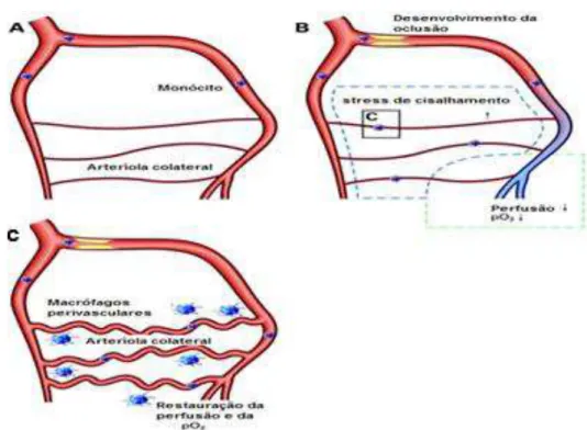 FIGURA  3:  Esquema  ilustrativo  da  arteriogênese.  A-  Vaso  sem  estenose,  com  fluxo sanguíneo sem  alterações e  arteríolas colaterais com  pouco fluxo sanguíneo