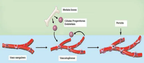 FIGURA 4: Esquema ilustrativo das etapas da vasculogênese. A vasculogênese  envolve o recrutamento de CPEs da medula óssea (ou de fontes teciduais locais  –  não  representadas  no  esquema)  em  resposta  a  um  estímulo  angiogênico,  seguido  de  prolif