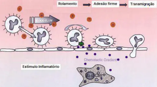 FIGURA  5:  Esquema  ilustrativo  das  etapas  do  recrutamento  de  leucócitos   Etapas do recrutamento de leucócitos durante um processo inflamatório designadas  como  rolamento,  adesão  firme  ao  endotélio  e  transmigração  celular