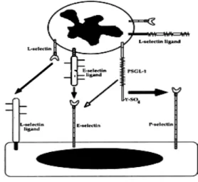 FIGURA 6: Esquema ilustrativo das interações entre selectinas e seus ligantes  em leucócitos e células endoteliais