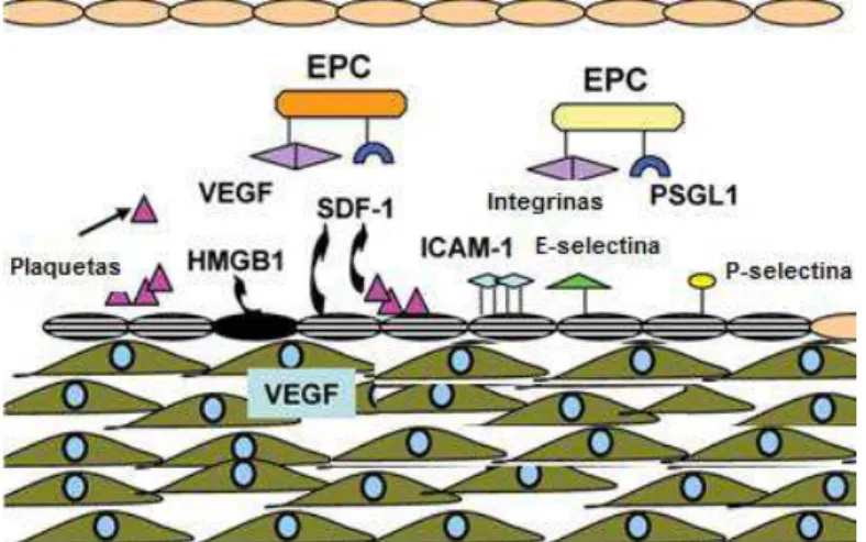 Figura 7: Esquema ilustrativo dos prováveis mecanismos de recrutamento de  células  progenitoras  endoteliais