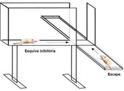Figura 3: Labirinto em T Elevado 