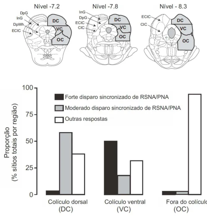 Figura  12:  Proporções  relativas  das  respostas  com  forte,  moderado  e  pequeno ou nenhum disparo de RSNA/PNA sincronizado