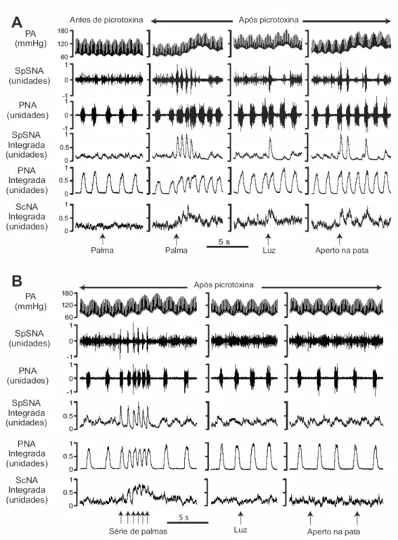 Figura  14:  (A)  Exemplo  de  registro  mostrando  os  efeitos  de  um  estímulo  auditivo (palma) na PA, SpSNA, PNA e ScNA antes e após microinjeção de  picrotoxina  num  sítio  responsivo  do  colículo