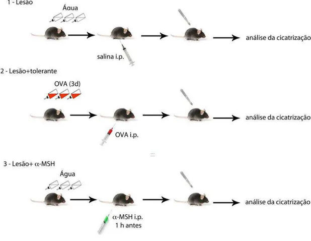 Figura 2 – Protocolo para comparação dos efeitos da injeção de  α -MSH e de uma 