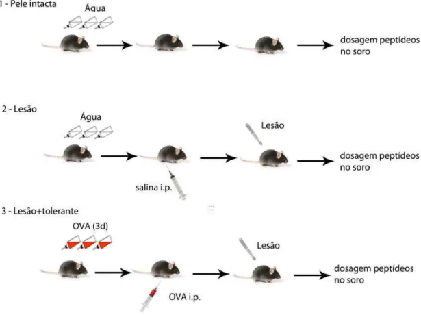 Figura 3 – Protocolo experimental para avaliação dos níveis sérico e cutâneo de  neuropeptídeos – Camundongos C57Bl/6 com idades entre 7 a 8 semanas, ingeriram 
