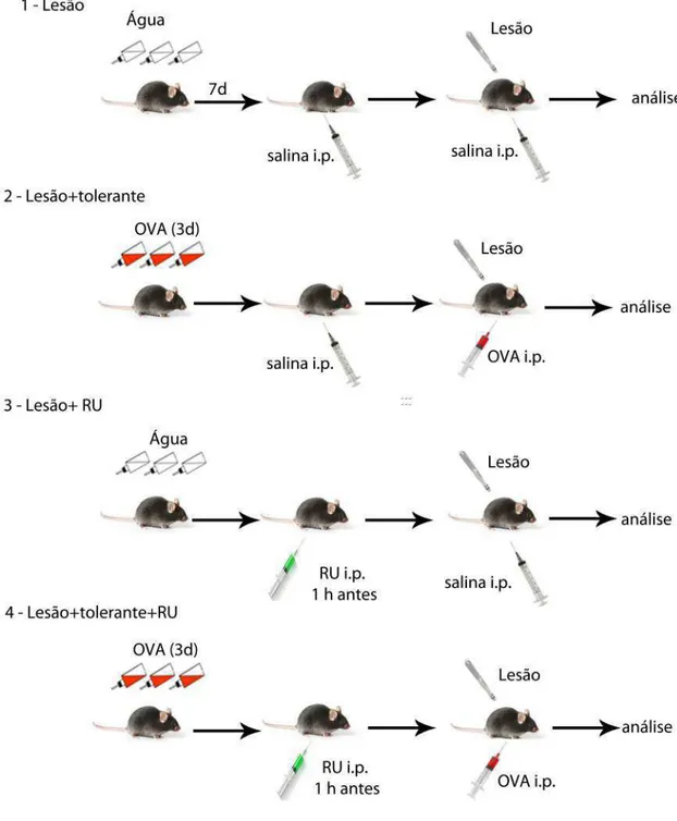 Figura  5  –  Protocolo  para  avaliação  do  efeito  da  injeção  de  RU-486  antes  da  injeção  da  proteína  tolerada  –  Camundongos  C57Bl/6  com  idades  entre  7  a  8 