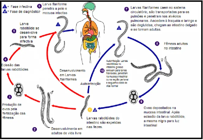 Figura  1  Ciclo  de  vida  do  Strongyloides  stercoralis  (Disponível  em:  &lt;http:// 