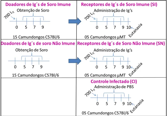 Figura  3  Esquema  do  protocolo  de  infecção,  doação  e  recepção  de  imunoglobulinas  provenientes soro imune e não imune