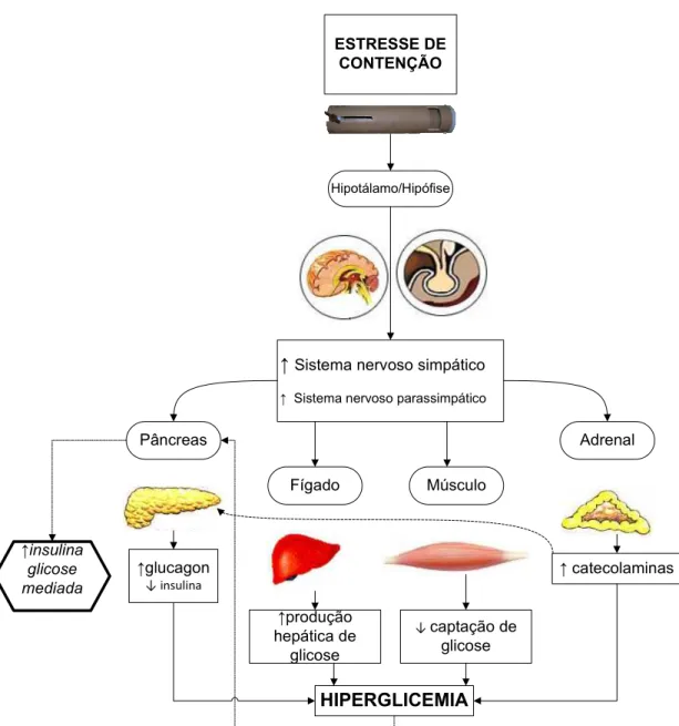 Figura 1: Mecanismos envolvidos na regulação glicêmica no estresse de contenção.  O  adequado  controle  da  secreção  de  insulina  é  essencial  ao  organismo  a  fim  de  evitar  situações  danosas