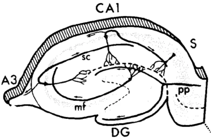 Figura 1: Regiões da formação hipocampal. DG:  Giro denteado,  sc: colateral de Schaffer, pp: via  perforante, mf: fibras musgosas (Witter e Amaral, 1989)