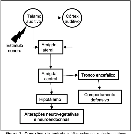 Figura 3: Conexões da amígdala. Vias pelas quais sinais auditivos  chegam aos circuitos que controlam respostas defensivas e alterações  neuroendócrinas e neurovegetativas (adaptado de Blair e cols, 2001)
