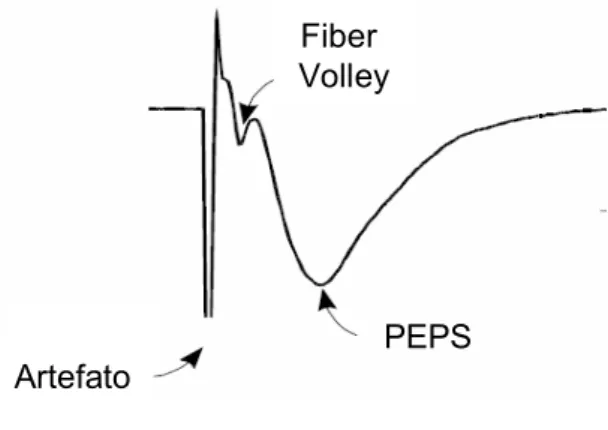 Figura 5: Típico potencial de campo  registrado em CA1 de Hipocampo.  Observa-se o artefato do estímulo, o Fiber  Volley, que é a resposta das fibras  pré-sinapticas e o PEPS, que é a resposta pós  sináptica (Selig and Malenka, 1997)