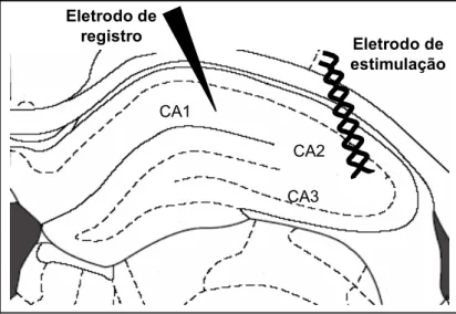 Figura 12: Posição dos eletrodos de estímulo e registro no hipocampo. CyberAmp