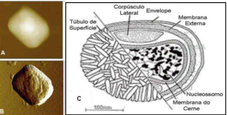 Figura  2  -  Morfologia  e  estrutura  do  VACV.  (A)  e  (B)  Partícula  de  VACV  oriunda  de  uma  amostra  brasileira, visualizada por microscopia de força atômica