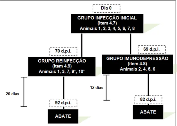 Figura  5  -  Esquema  mostrando  a  divisão  dos  animais  nos  grupos  experimentais,  duração  dos  acompanhamentos  em  cada  grupo  e  dias  pós-infecção  inicial  em  que  foram  realizados  a  reinfecção,  imunodepressão e o abate dos animais