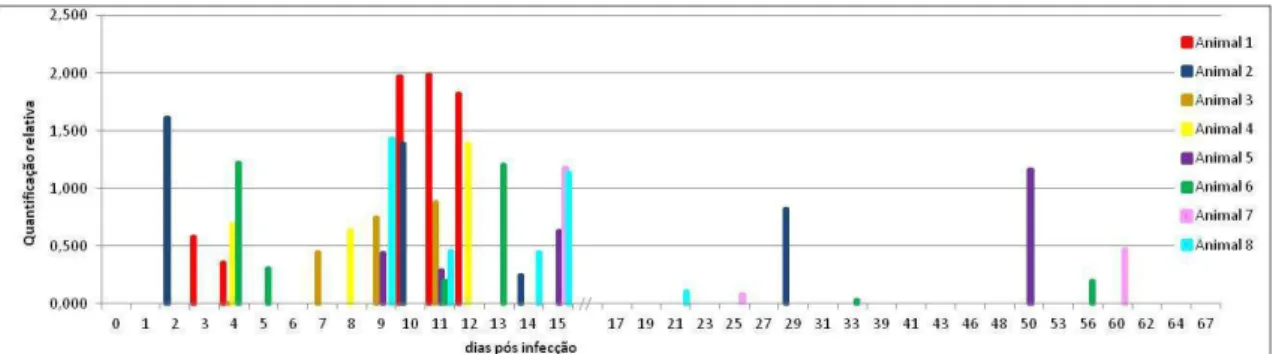 Figura 10 - Quantificação relativa do DNA de VACV no sangue realizada pela PCR em tempo real nos  animais infectados do grupo da infecção inicial, durantes os 67 dias pós-infecção