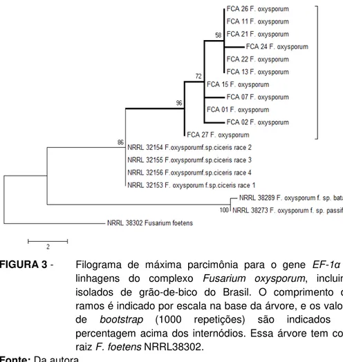 FIGURA 3 -  Filograma  de  máxima  parcimônia  para  o  gene  EF-1 α  de  linhagens  do  complexo  Fusarium  oxysporum,  incluindo  isolados  de  grão-de-bico  do  Brasil