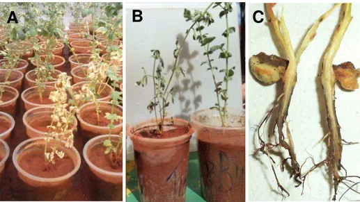 FIGURA 5 -  Sintomas causados por Fusarium oxysporum e Fusarium  solani em plantas de gão-de-bico cv