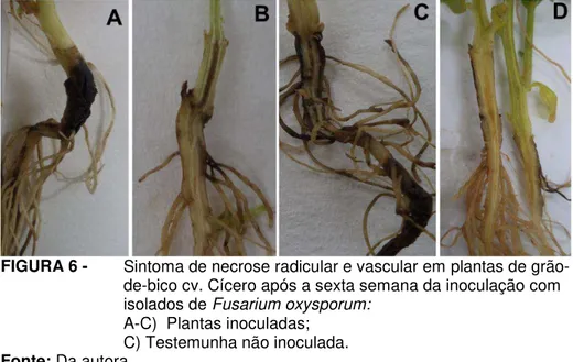 FIGURA 6 -   Sintoma de necrose radicular e vascular em plantas de grão- grão-de-bico cv