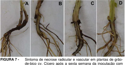 FIGURA 7 -  Sintoma de necrose radicular e vascular em plantas de grão- grão-de-bico  cv