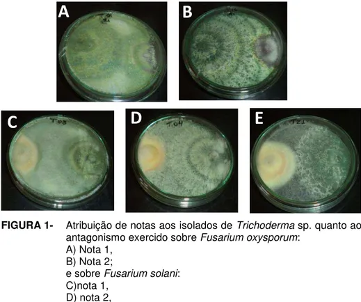 FIGURA 1-  Atribuição de notas aos isolados de Trichoderma sp. quanto ao  antagonismo exercido sobre Fusarium oxysporum: 