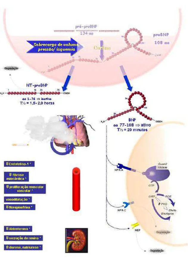FIGURA 3: DPOC com cor pulmonale: produção, liberação, mecanismos de ação e   degradação do BNP