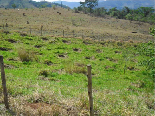 Figura 6. Berços para mudas a serem plantadas em área de nascente cercada. Município de Dionísio 