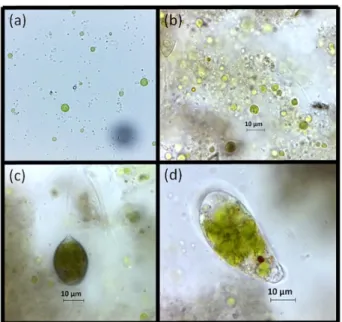 Figure 4. Identified biota in sewage sludge: (a) predominance of  Chlorella sp. between the chlorophytes; (b) Chlorella sp