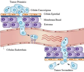 Figura  3.  Mecanismo  simplificado  para  a  formação  de  metástases.  As  células  cancerígenas  (a)  reduzem  a  sua  adesão  ao  restante tumor e migram para os vasos sanguíneos, (b) e (c)