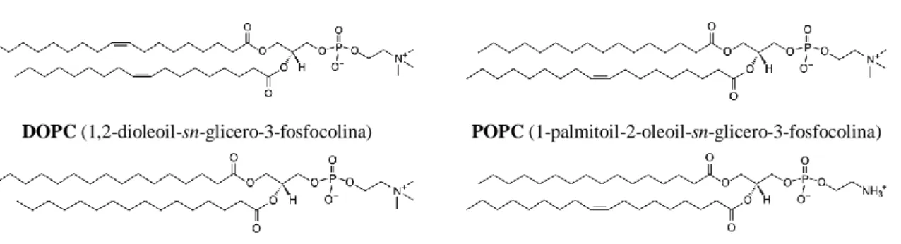 Figura 11. Fórmula estrutural dos glicerofosfolípidos utilizados neste trabalho: DOPC, POPC, DPPC e POPE (adaptado de  [34])