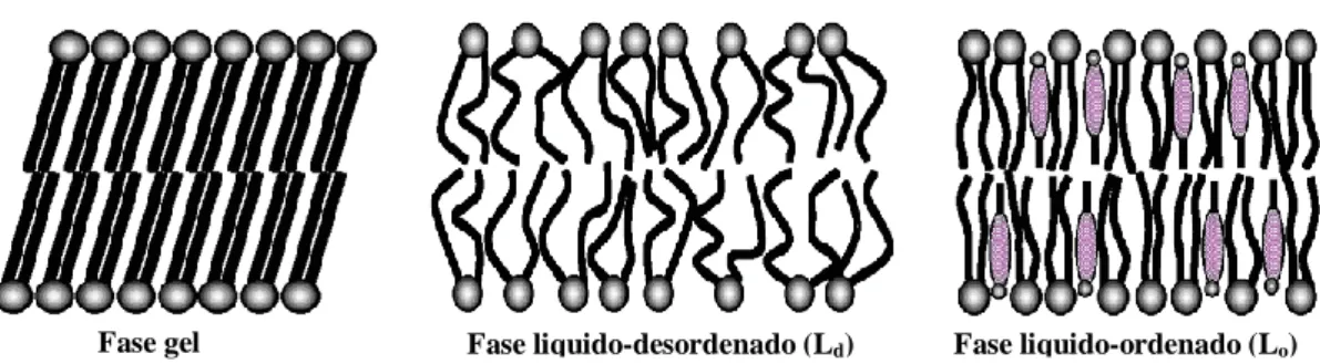 Figura 14. Representação das fases lamelares mais comuns: fase gel, fase liquido-desordenado (L d ) e fase liquido-ordenado  (L o ), em que   representa o colesterol – adaptado de [37]