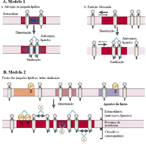 Figura 17. Esquema de diferentes modelos que explicam a iniciação de uma via de sinalização através das jangadas lipídicas