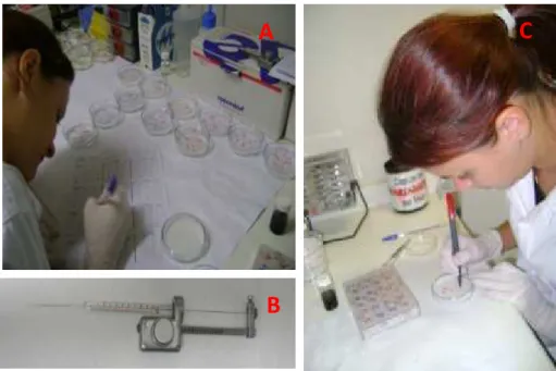 Figura  4.  Registro  diário  dos  experimentos  (A);  seringa  Hamilton  acoplada  a  dispensador  automático  (B),   separação dos triatomíneos com idade adequada para realização dos ensaios biológicos (C)