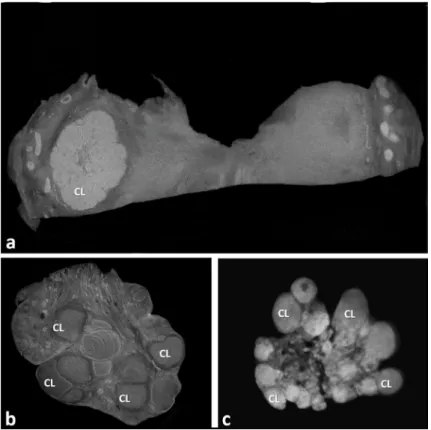 Figure 5 - MicroCT image obtained using the contrast tool (DataViewer  software) that permits a better view of corpus luteum in the ovary