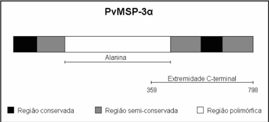 Figura  6.  Representação  esquemática  da  PvMSP 3α  utilizada  neste  estudo  (Fonte:  Adaptado  de 