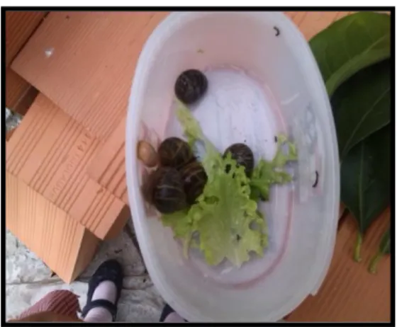 Fig. 10 – Caracóis recolhidos. 