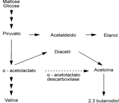 Figura 3.  Formação e degradação do diacetil na cerveja em maturação.      FONTE: LINKO et al