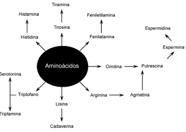 Figura 6.  Precursores de algumas aminas bioativas. 